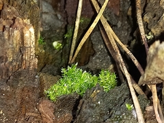 Funaria hygrometrica