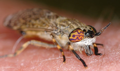 Haematopota pluvialis