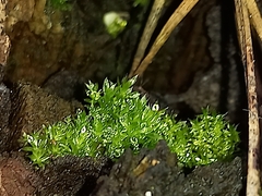 Funaria hygrometrica