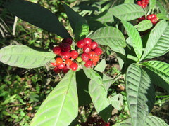 Psychotria tenuifolia