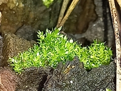 Funaria hygrometrica