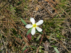 Sabatia calycina