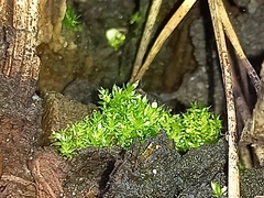 Funaria hygrometrica