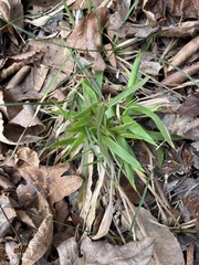 Dichanthelium strigosum