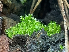 Funaria hygrometrica