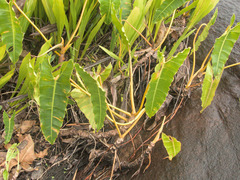 Philodendron billietiae