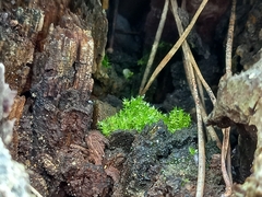 Funaria hygrometrica