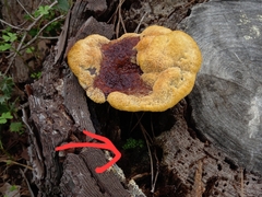 Funaria hygrometrica