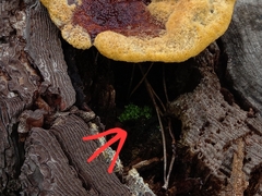 Funaria hygrometrica