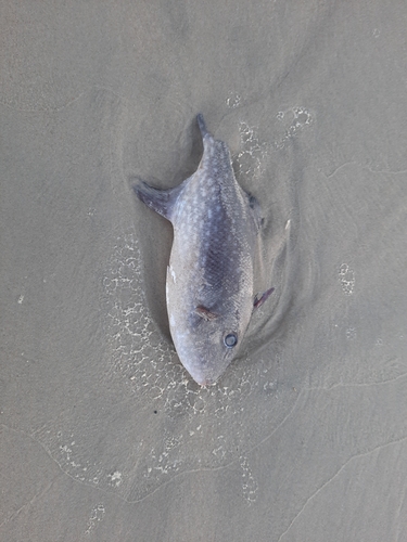 Ocean triggerfish (Canthidermis maculata) — Balistidae — 4