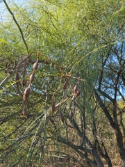 Parkinsonia