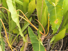 Philodendron billietiae