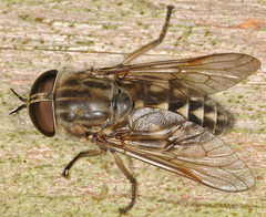 Tabanus sudeticus