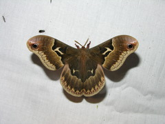 Callosamia angulifera