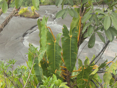 Philodendron billietiae