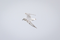 Saundersilarus saundersi