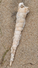 Turritella