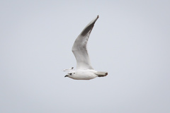 Saundersilarus saundersi