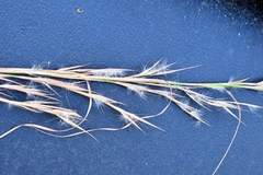 Andropogon virginicus