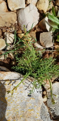 Carrichtera annua