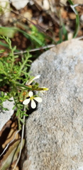 Carrichtera annua