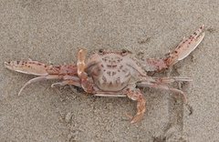 Portunidae