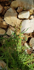 Carrichtera annua