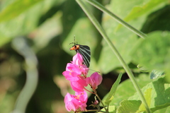 Panthiades bathildis