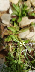 Carrichtera annua