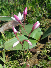 Hesperantha cucullata