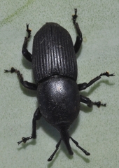 Scyphophorus acupunctatus