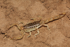 Brachistosternus