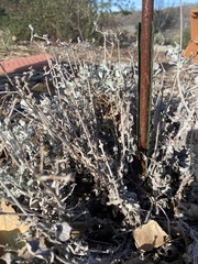 Eriogonum ovalifolium