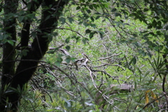 Myiarchus swainsoni