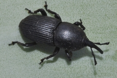 Scyphophorus acupunctatus