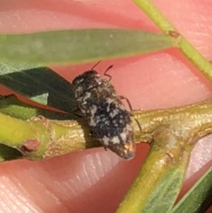 Diphucrania