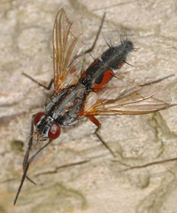 Mintho rufiventris