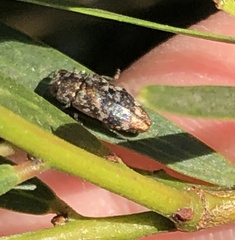 Diphucrania