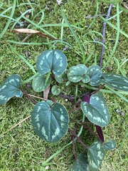 Cyclamen