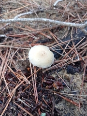 Strobilurus stephanocystis