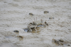 Macrophthalmus banzai