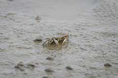 Macrophthalmus banzai