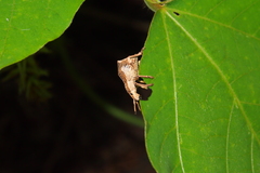 Episomus chinensis