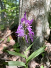 Cephalanthera rubra