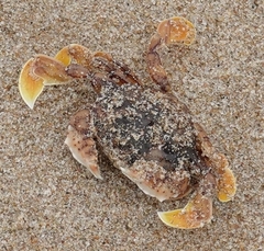 Matuta victor
