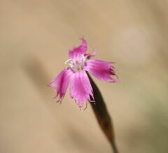 Dianthus bolusii