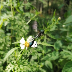 Eremnophila