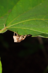 Episomus chinensis