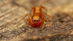 Myrmarachne ichneumon