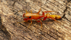 Myrmarachne ichneumon